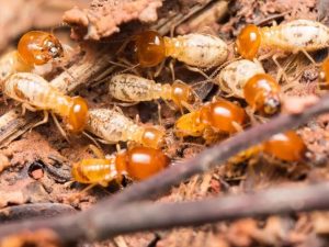 Termites Pest Control