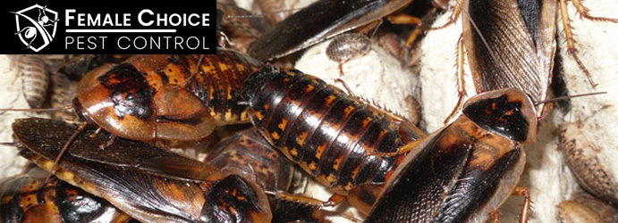 Cockroach Pest Control 