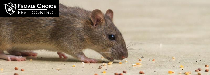Professional Rodent Pest Control Brisbane