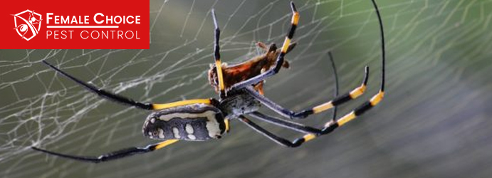 Professional Spider Pest Control Services