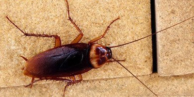 Cockroach Pest Control Brisbane