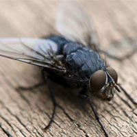 Flies Removal Brisbane