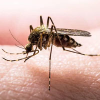 Mosquitos Control Brisbane