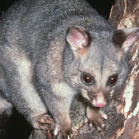  Possum Catcher In Brisbane