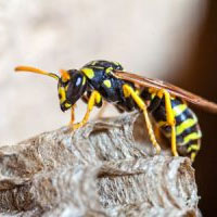 Wasps Control Brisbane