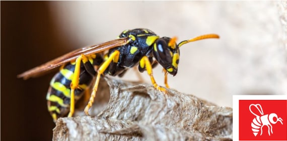 Affordable Wasp Treatment Services